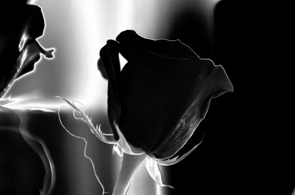 Flower Black and White Photo