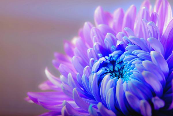 Purple Flower