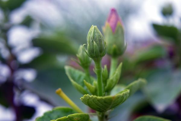 Flower buds