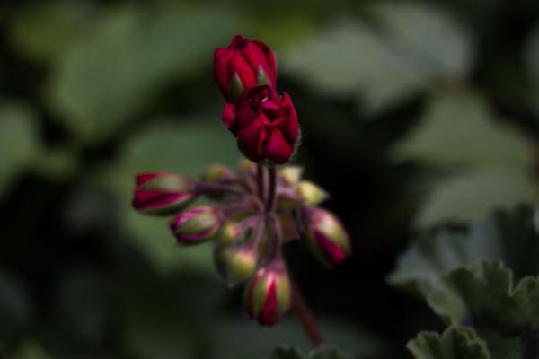 Flower Buds