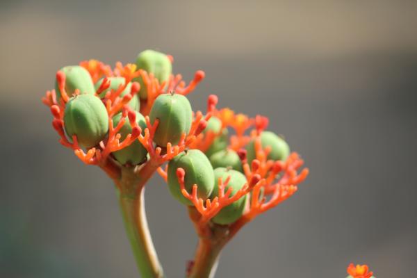 Flower buds