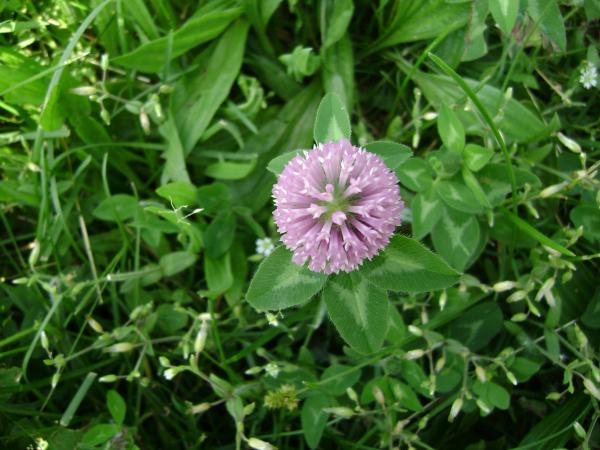 Flower Burst