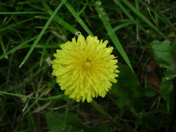 Flower Burst
