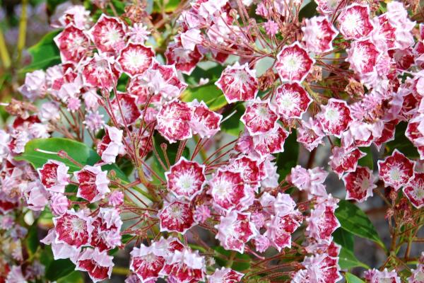Flower bushes