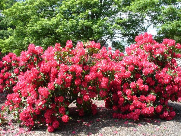 Pink Flowering Bush