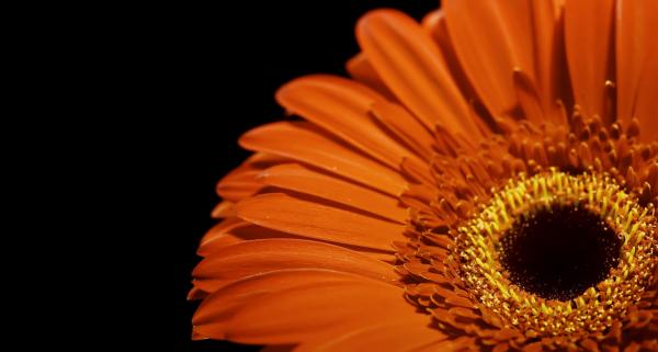 Flower close up