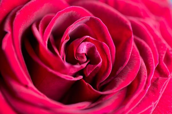Red flowers closeup