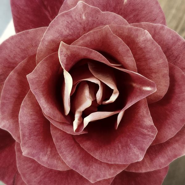 Flower Closeup