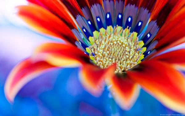 Flower close-up