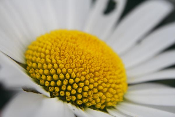 Flower closeup