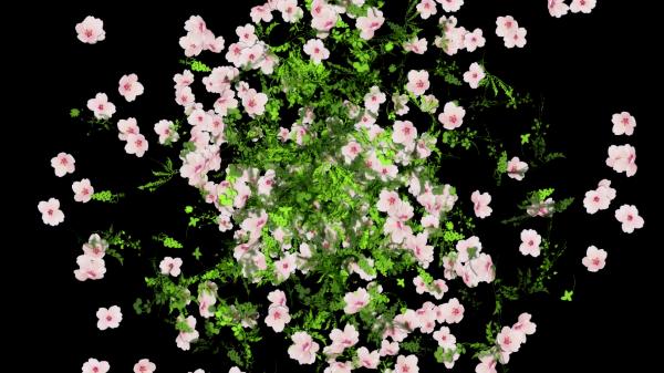 Flower Explosion