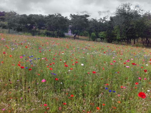 Flower Garden