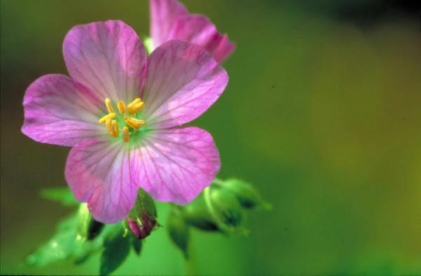 Pretty purple flower