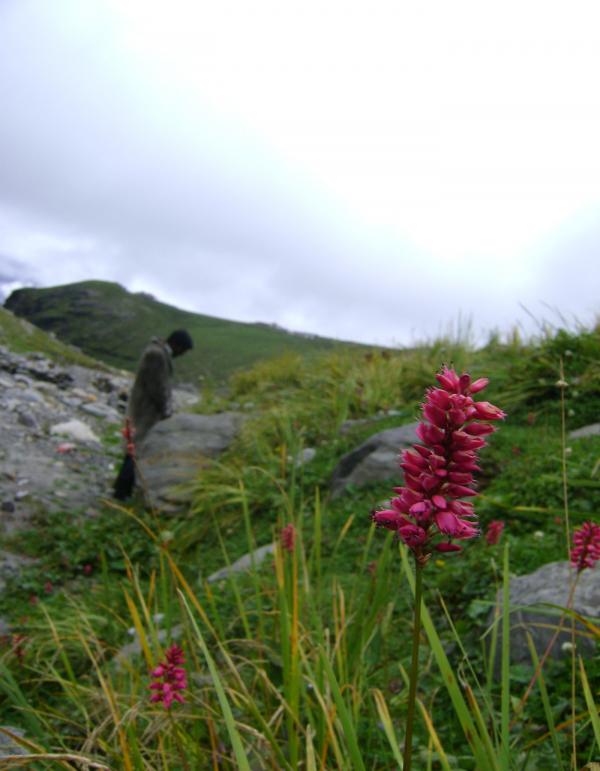 Flower in hill side