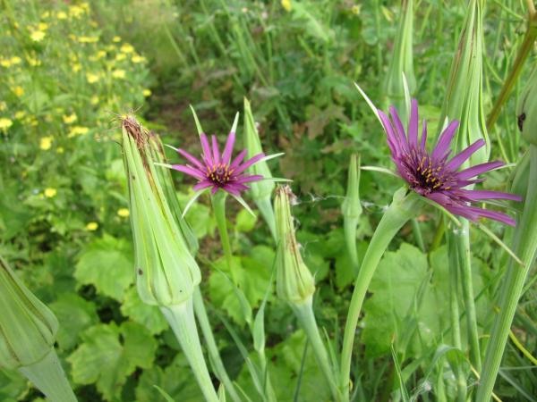 Flower in noon