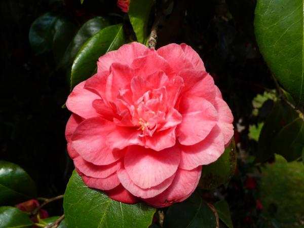 Flower in the Garden