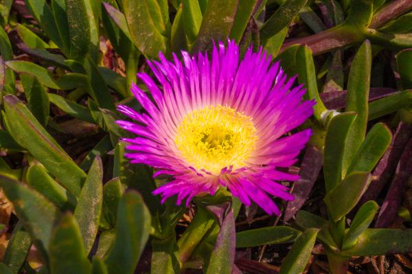 Flower in the Garden
