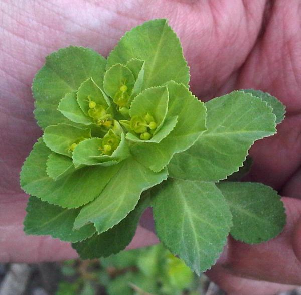 Flower in the Hand
