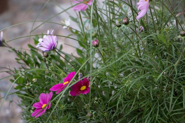 Flower in the pot