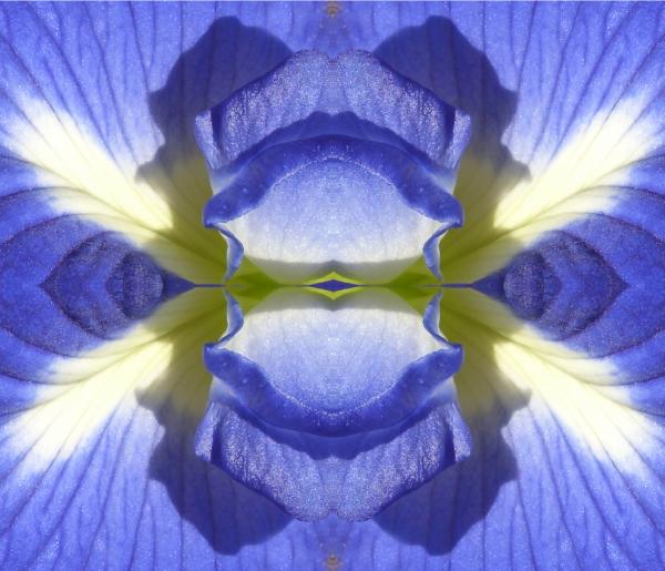 Flower of Scotland abstract
