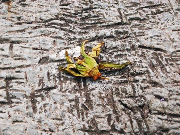 Flower on the Ground