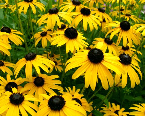 Flower Patch