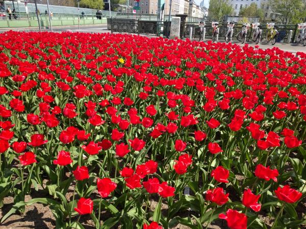 Flower Patch