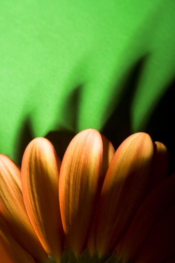 Flower Pedals
