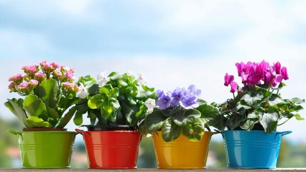 Flower Pots