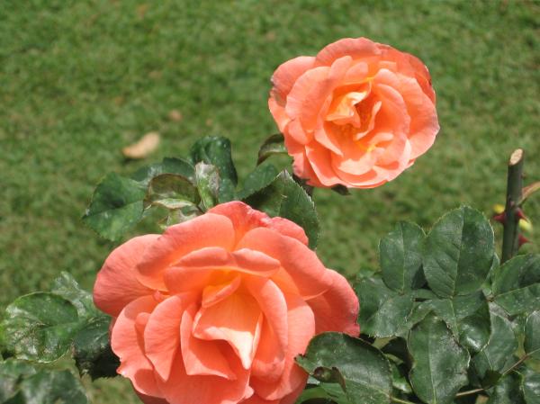 Flower - Roses