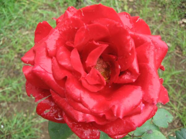 Flower - Roses