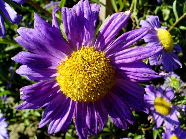 Purple Flower