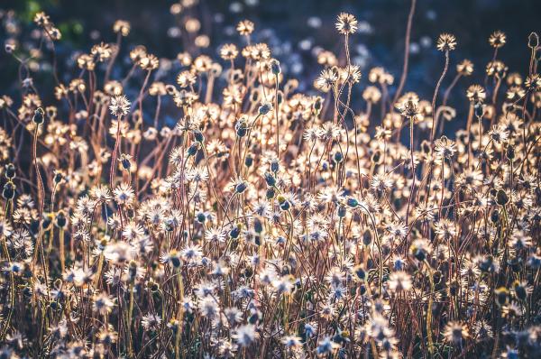 Flowerbed