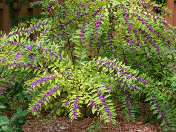 Flowering beauty bush