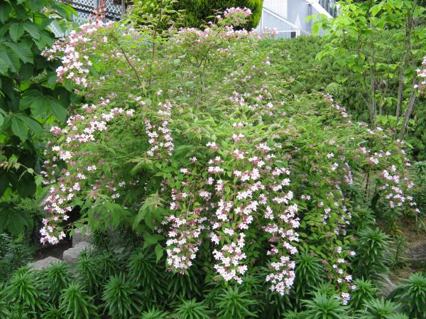 Linnaea amabilis
