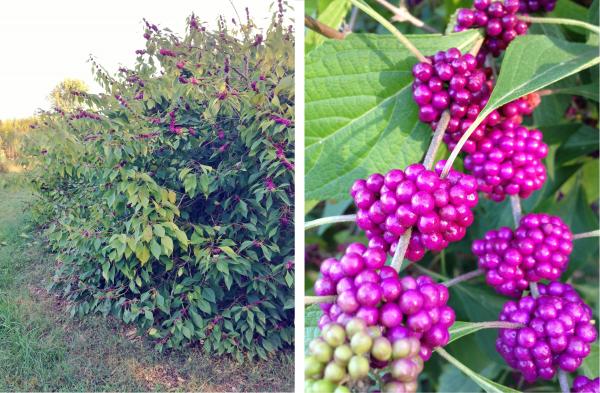 Purple Berries