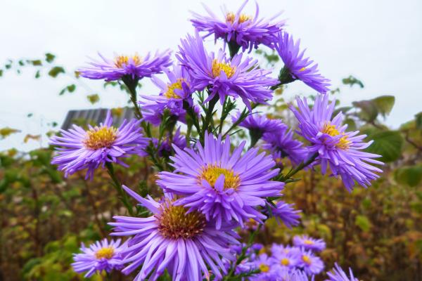 flowers