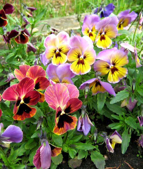 flowers