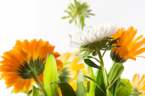 flowers