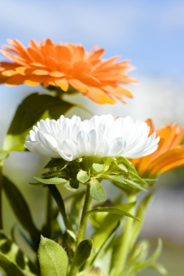 flowers