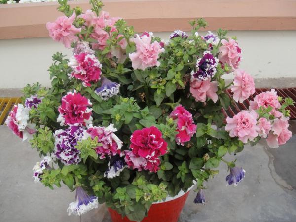 Flowers