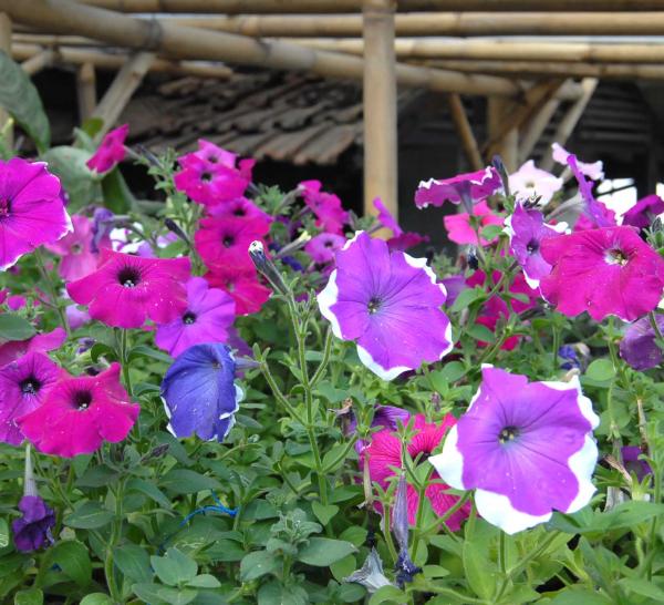 Flowers