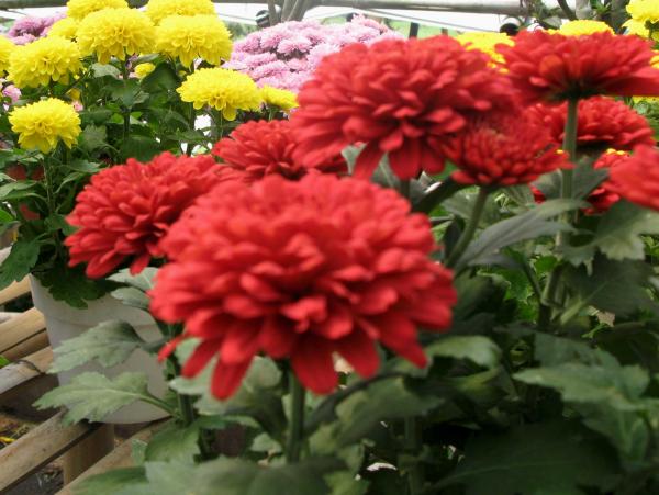 Flowers