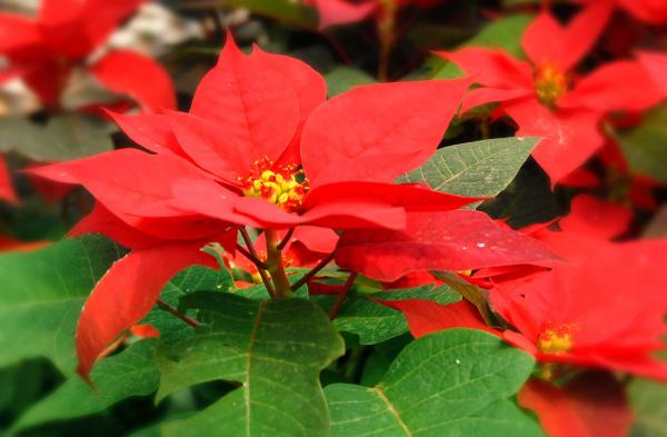 Flowers