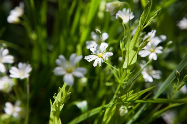 flowers