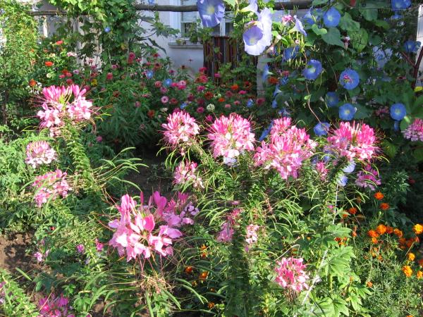Flowers