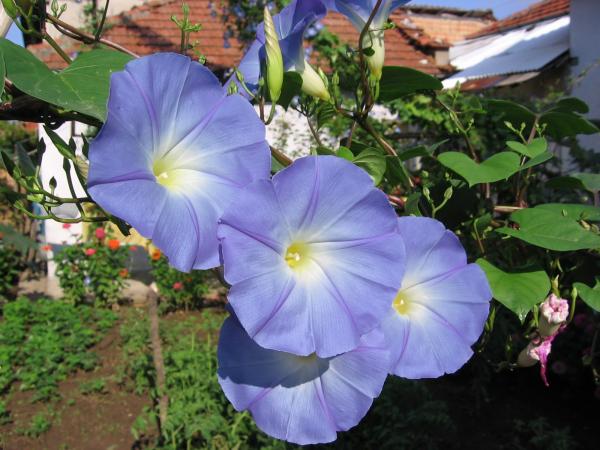 Flowers