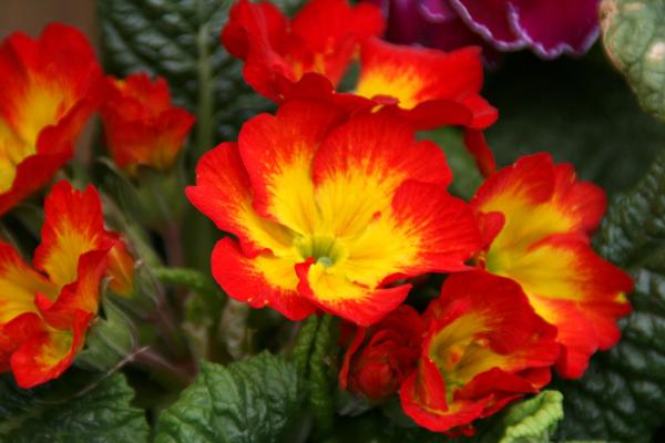 Flowers