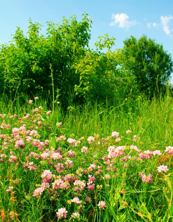 flowers