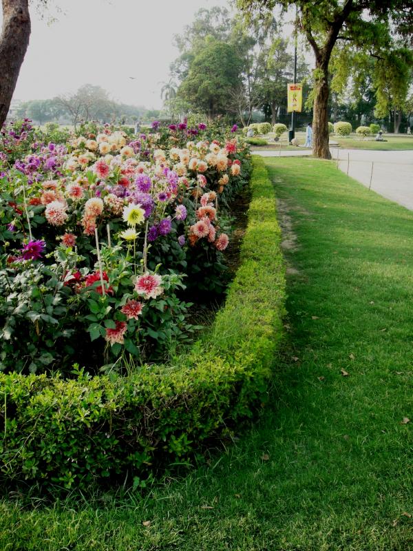 Flowers